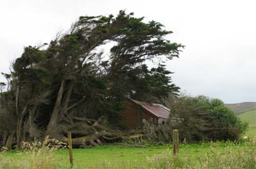 2013 - House covered by trees near Slope Point Road at Catlins, New Zealand