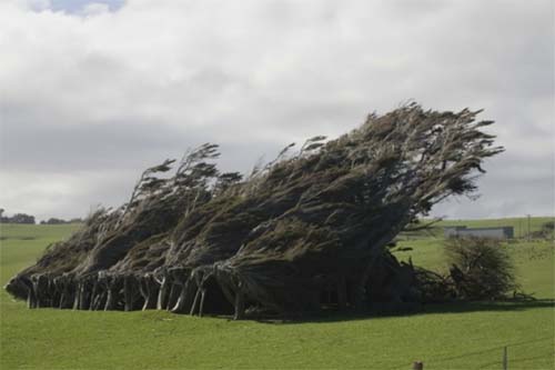 2013 - Trees near Slope Point Road at Catlins, New Zealand