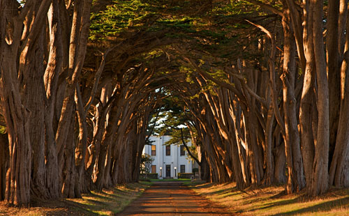 Cypress Tree Avenue at KPH 500